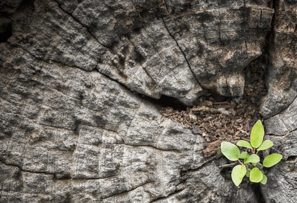 Bestellung Februar und Genossenschaftsgründung