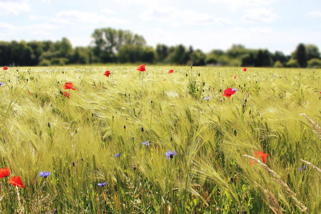 Bauern-Tavolata auf dem Radhof (RitterKorn)